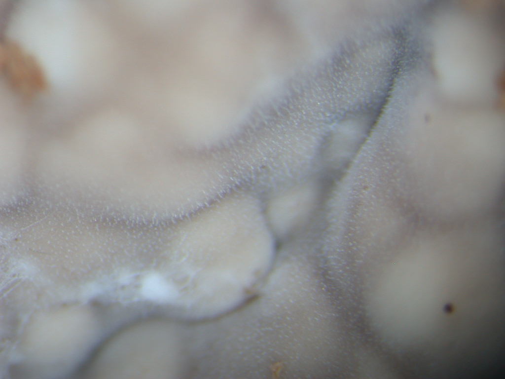 Da determinare...  (Dacryobolus karstenii)